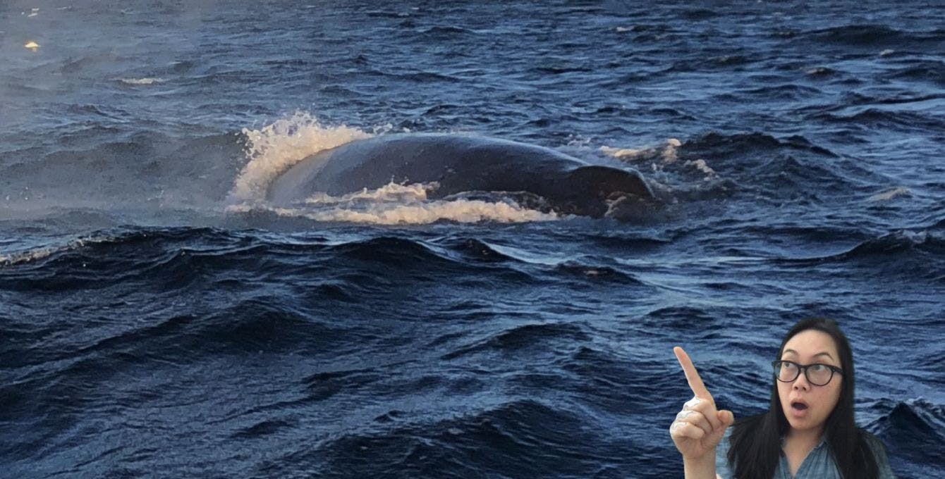 Image of woman pointing at a whale in the ocean