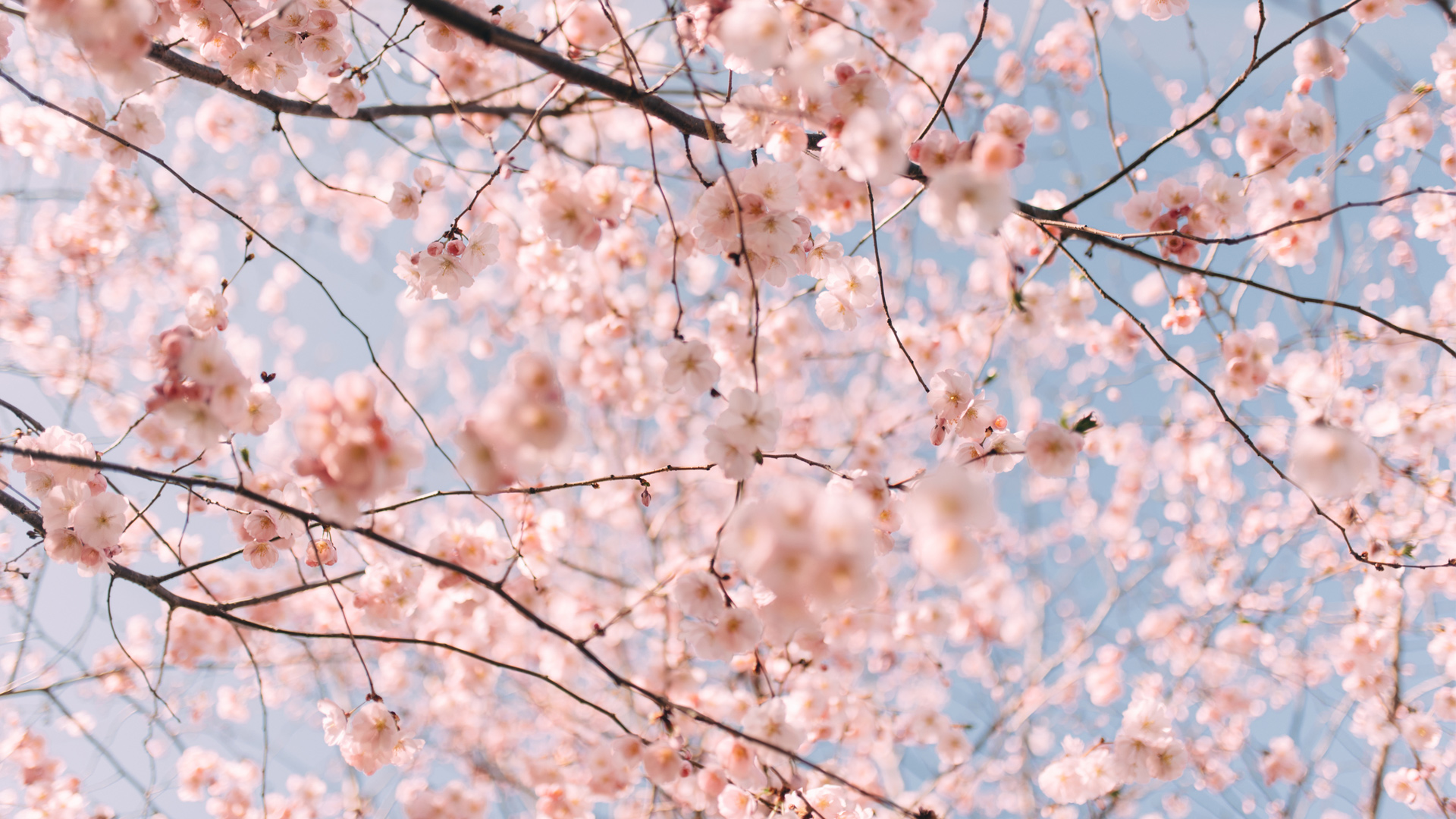 Photo of pink cherry blossoms against blue sky